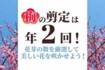 梅の木の剪定方法は時期によって変わる｜春夏冬の剪定の仕方と注意点