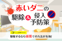 赤いダニの正体はタカラダニ！物を汚さずにサッと駆除する簡単な対処法